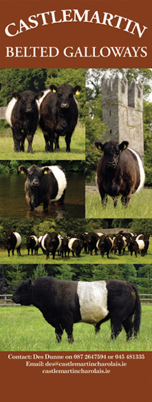 Castlemartin Belted Galloways Advert - Photography by Agri Images