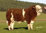 Agri Images - Agricultural, Livestock and Animal Photography, Northern ...